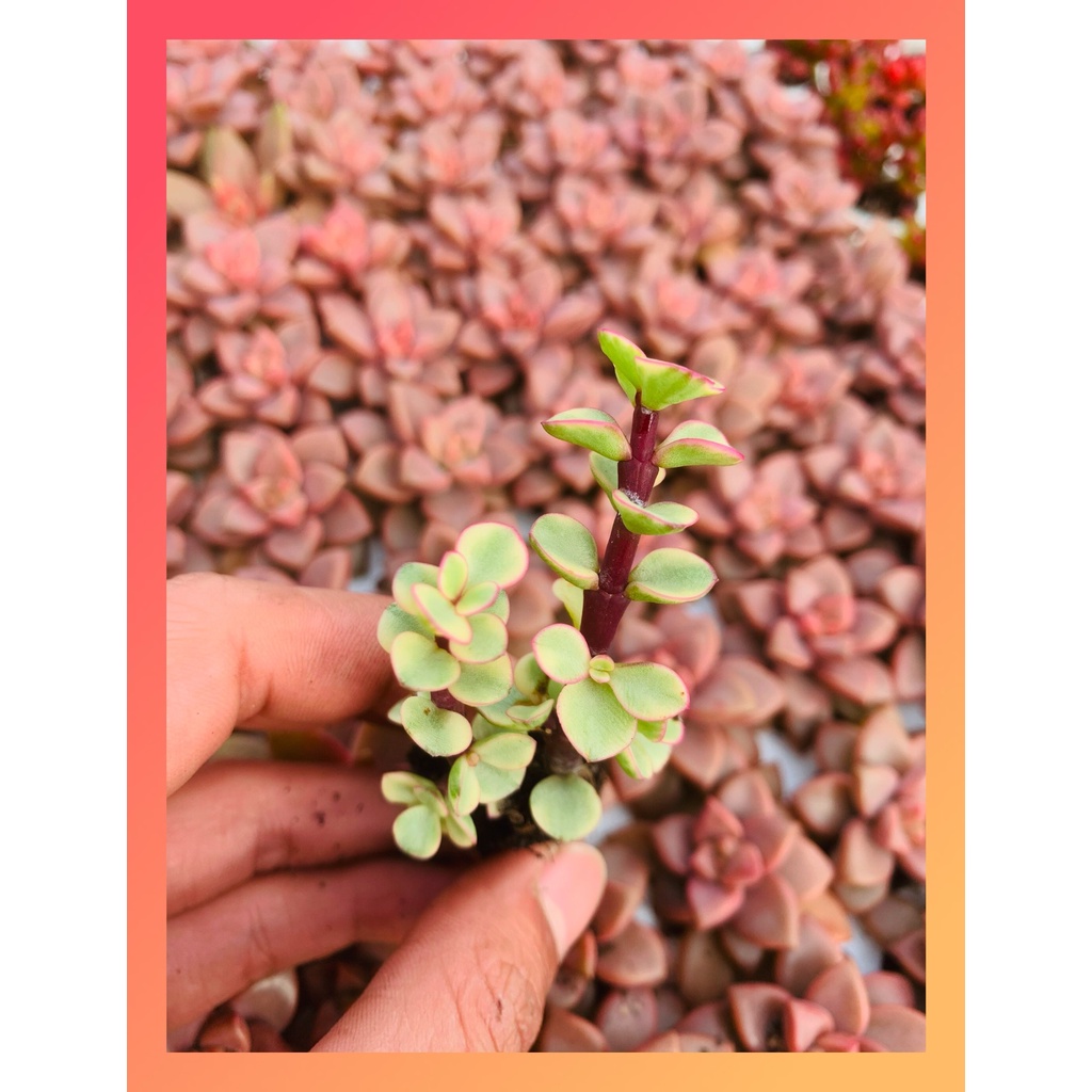 Sen đá đô la Đà Lạt size mini cây cảnh trang trí nhà cửa Lolita garden