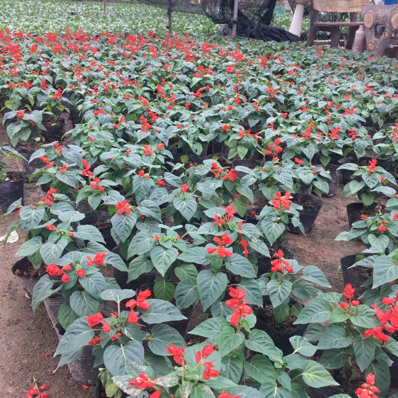 Cây hoa xác pháo trồng bịch đen cao 15-20cm đã có hoa và nụ như hình