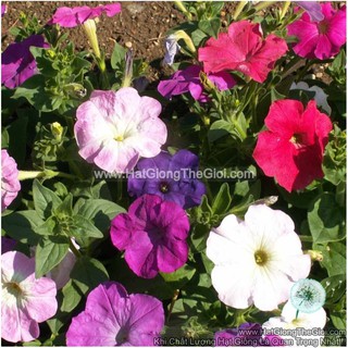 Combo 03 Gói Hạt Giống Hoa Dạ Yến Thảo Mix Màu (C3.102| -KD: B28*V55*M190)