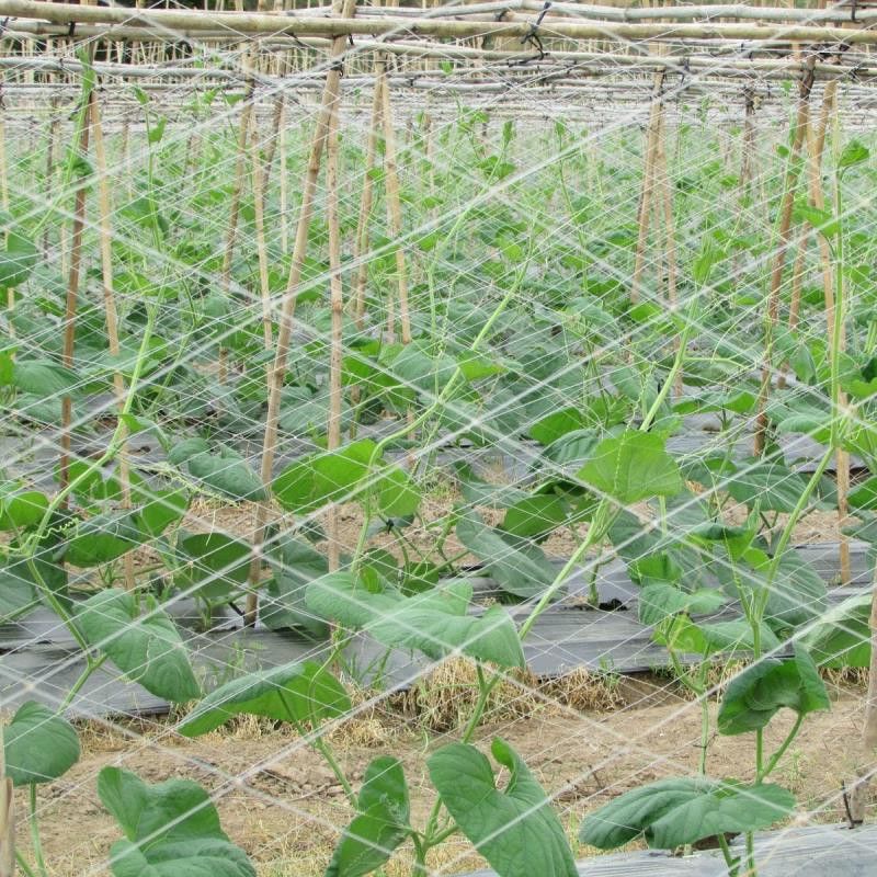 Lưới làm gìan cho cây leo (dưa chuột, đậu đũa, đậu cove,...) 1.8x100m