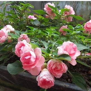 Hạt Giống Hoa Ngọc Thảo Kép