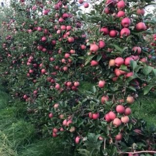 Cây táo đỏ lùn giống