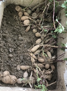 củ giống hoa thược dược
