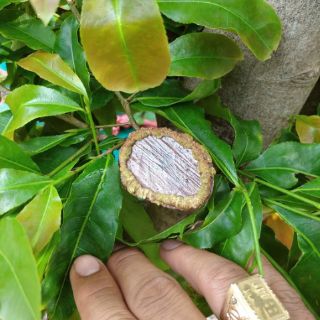 Keo liền sẹo da cây