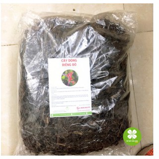 1KG Cây Dong Riềng Đỏ - Hỗ trợ điều trị bệnh mạch vành NDX162 caydongrieng