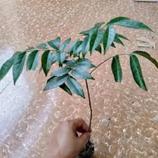 Cây móc mật giống