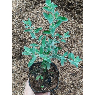 Cây giống tuyết sơn phi hồng