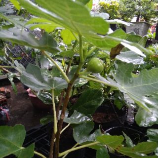 Cây Sung Mỹ đang có trái