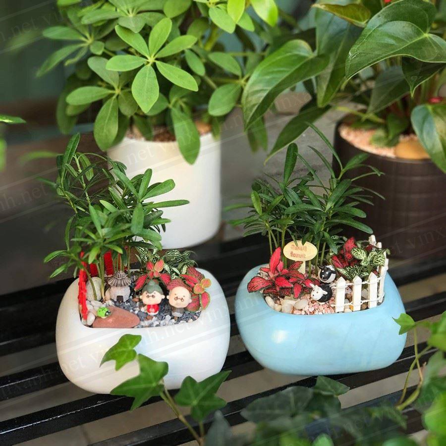 Chậu Sứ Trồng Cây Cảnh Để Bàn, Cây Nội Thất, Sen Đá, Cây Bonsai asa thấp