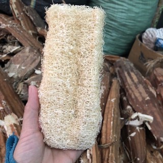 Xơ mướp tắm