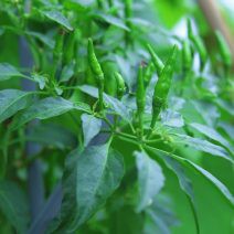 Hạt giống Ớt xiêm