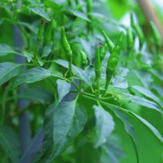 Hạt giống Ớt xiêm