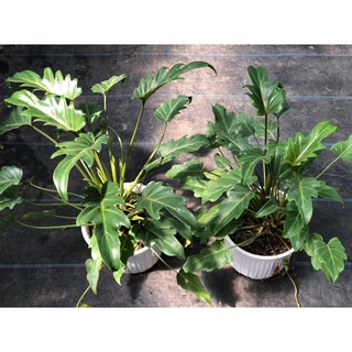 Trầu bà thiên nga( Chân vịt)