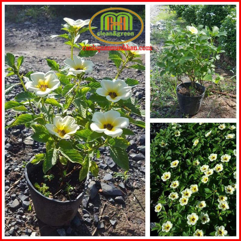 Cây hoa dừa kem đẹp hoa như ngàn cánh bướm rập rờn