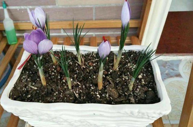 Củ hoa nghệ tây màu tím