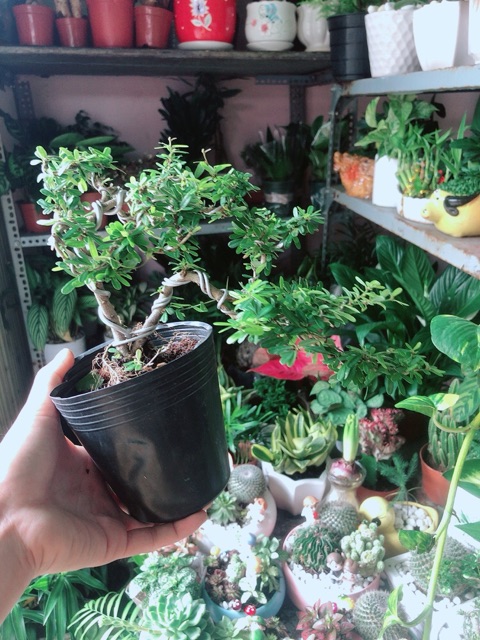 Cây Linh Sam Bonsai