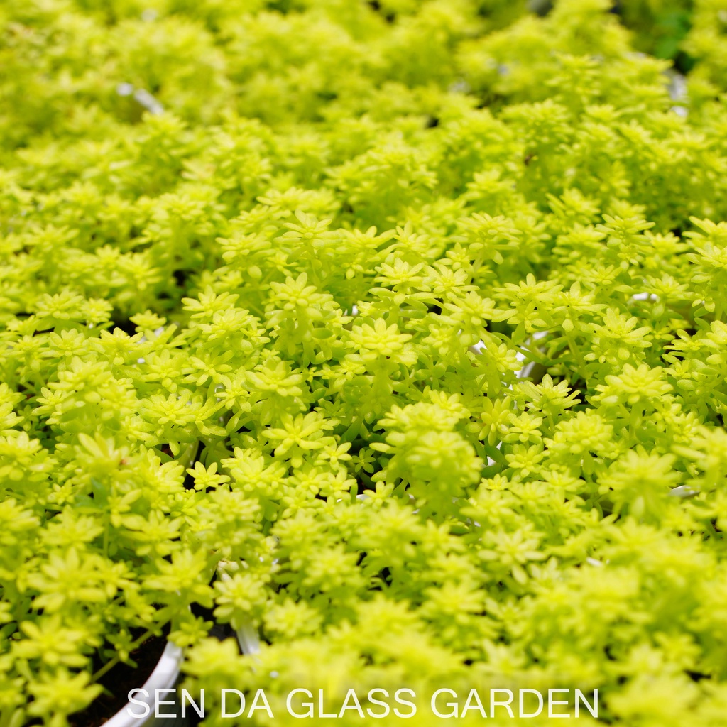 Sen đá sedum vàng bầu nhỏ 6cm,  GLASS GARDEN dễ trồng. Lỗi 1 đổi 1