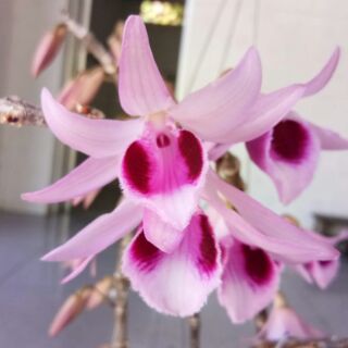 Kie phi điệp phú thọ