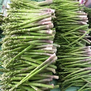 hạt giống măng tây