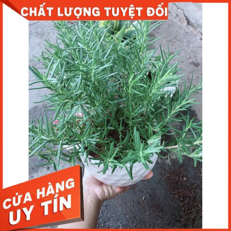 Chậu cây hương thảo Nhiều Người Mua