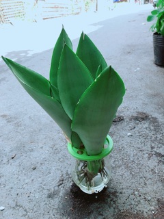 Chậu Lưỡi Hổ Thuỷ Sinh