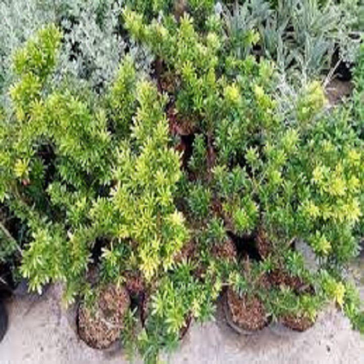 Cây tùng kim cương giống