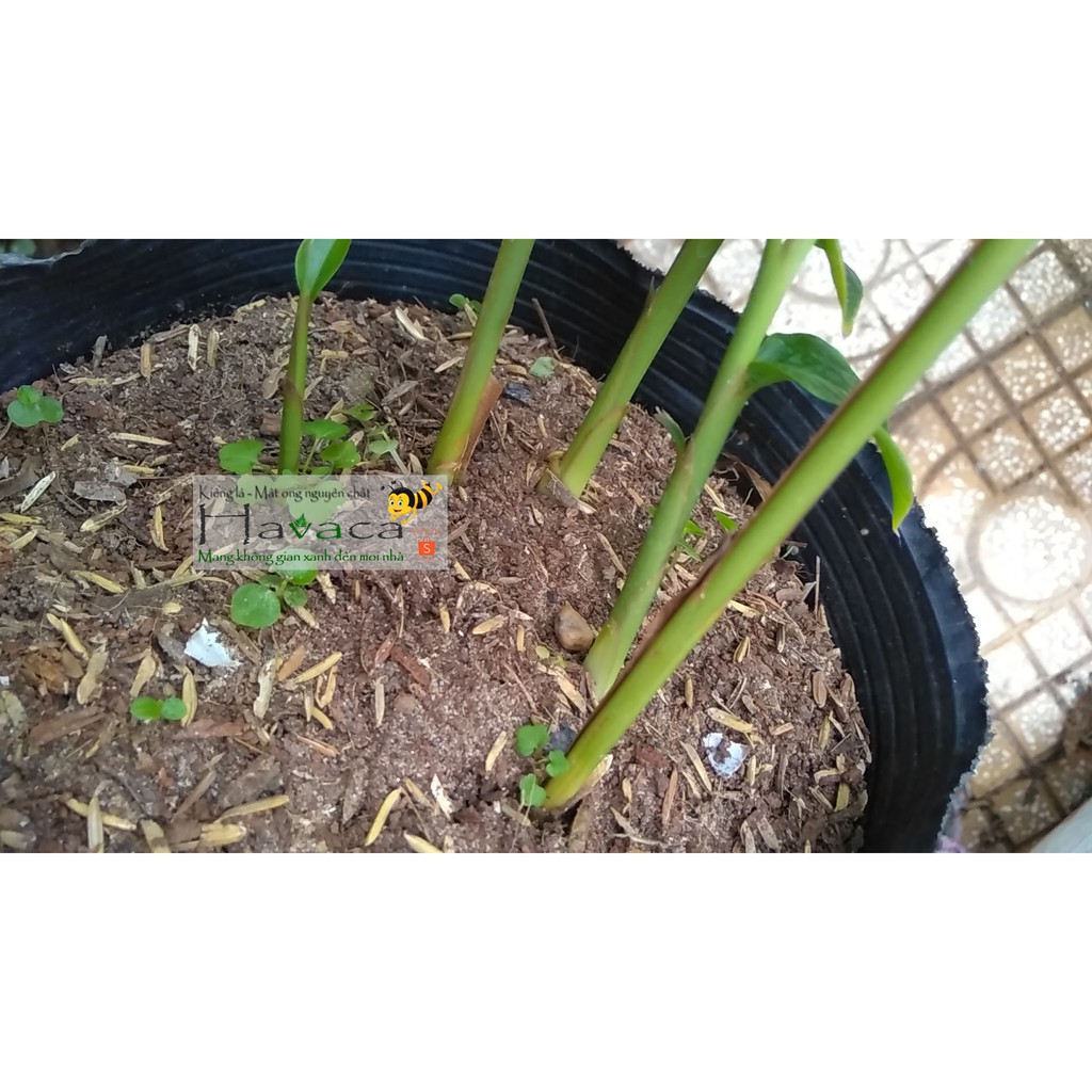 Cây hoa hạnh phúc