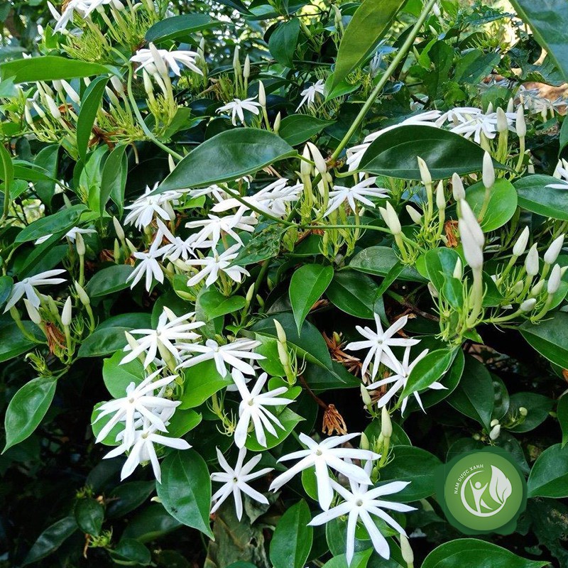 1 Miếng Cao Chè Vằng Sẻ nguyên chất - ND101 | BigBuy360 - bigbuy360.vn