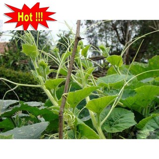 Hạt giống Bí Siêu Ngọn 10gram