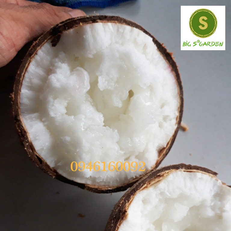 DỪA SÁP LOẠI NHẤT - BIG S FOOD - Buôn Sỉ liên hệ!