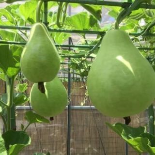Hạt giống bầu gáo thái lan
