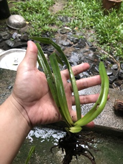 Lan hài vệ nữ
