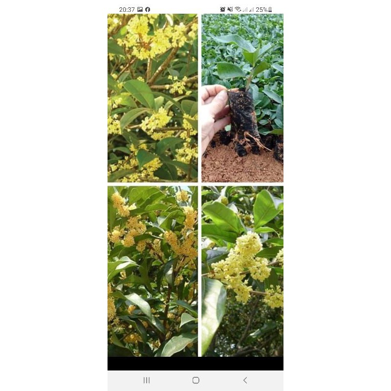combo 3 cây hoa mộc hương giống