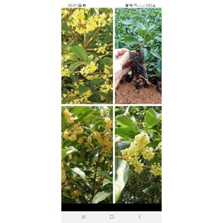 cây hoa mộc hương giống