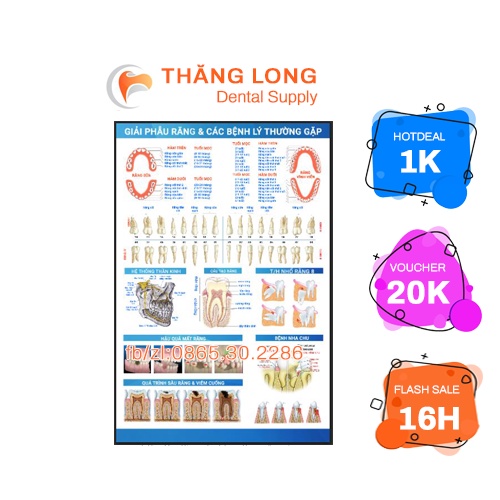 TRANH TƯ VẤN NHA KHOA'' GIẢI PHẪU RĂNG VÀ CÁC BỆNH LÝ THƯỜNG GẶP'',