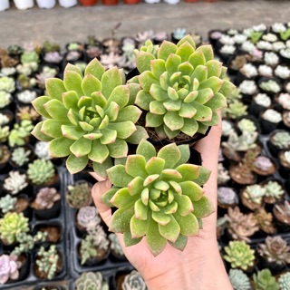 Sen đá mặt trời mới