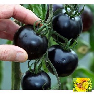 Hạt giống Cà chua đen F1 (10 hạt)