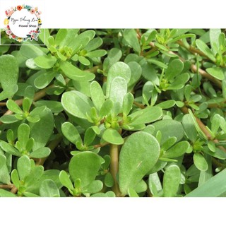 Giống Rau Sam, Rau Sam, Sam Đất - Gói 2 Gram