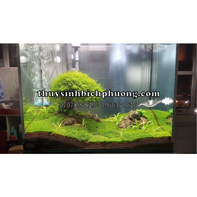 RÊU JAVA MOSS THUỶ SINH | 1 TẤC 10.10CM RỜI TIỆN LỢI