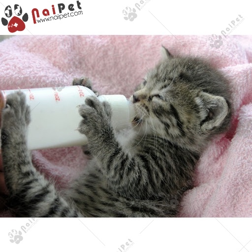 Sữa Bột Dinh Dưỡng Cho Chó Mèo Predogen Dr.Kyan Hộp 400gr