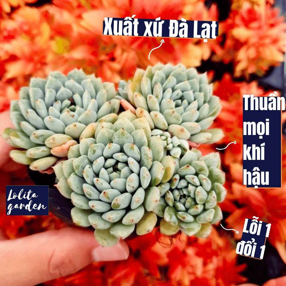 Sen đá dù xanh Đà Lạt size bé cây cảnh trang trí nhà cửa Lolita garden