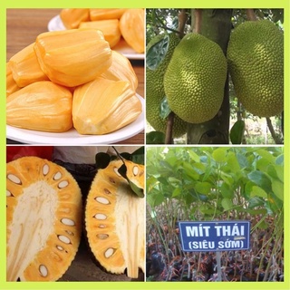 Cây giống mít Thái da xanh siêu sớm rất dễ trồng.