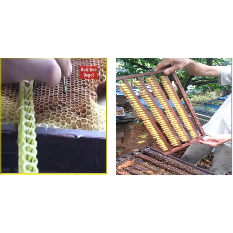 Mặt Nạ Diếp Cá - Tỏi Đen - Cao Tinh Nghệ - Tía Tô - Ngải Cứu - Sữa Ong Chúa Tươi - HandMade 100% Thiên Nhiên