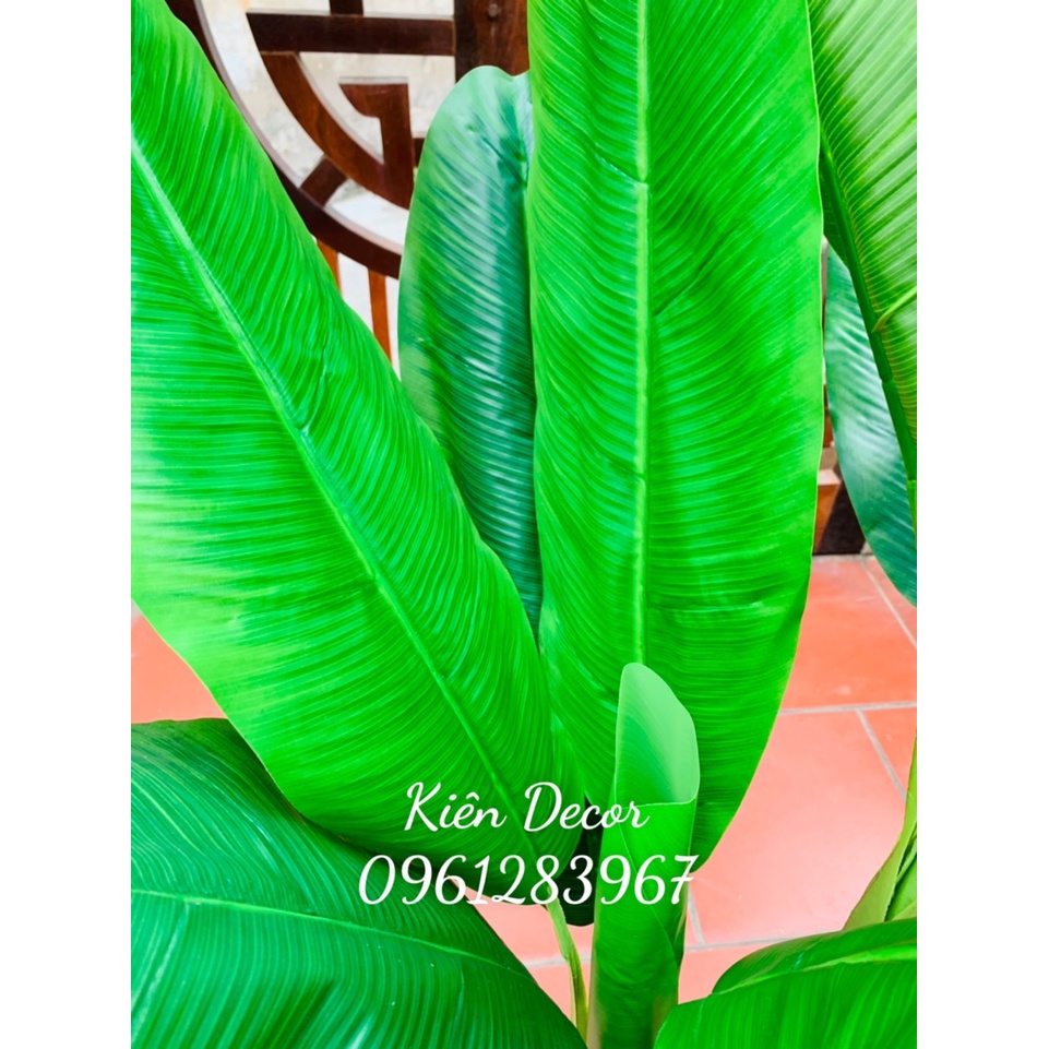 Cây chuối 3 thân chiều cao từ 1m2 đến 2m1 cây Decor trang trí không gian sống và làm việc