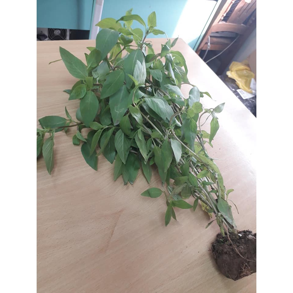 Cây kinh giới giống (bó 10 cây)