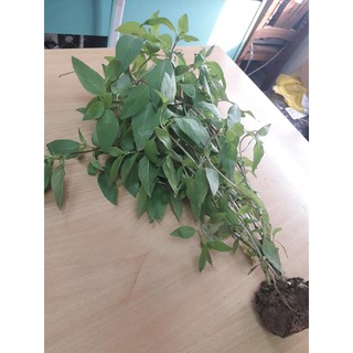 Cây kinh giới giống