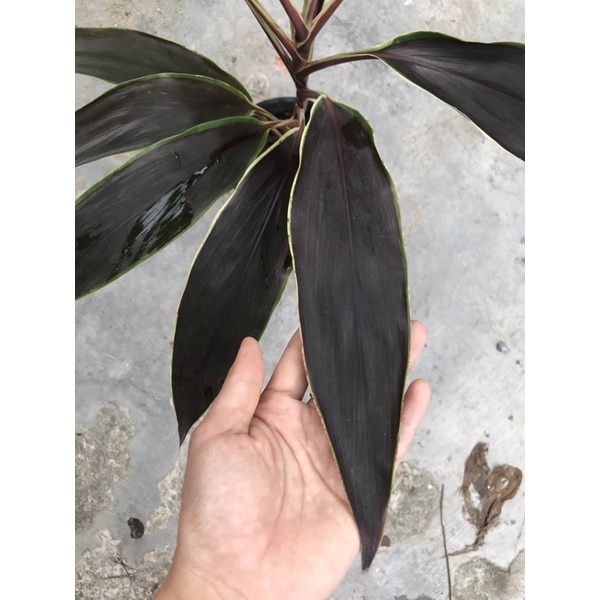 Cây phát tài lá nâu Singapore Huyền bí