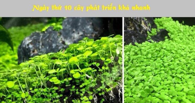 HẠT GIỐNG TRÂN CHÂU NGƯU MAO CHIÊN ƯƠM MẦM CÂY THỦY SINH