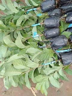 Cây na thái