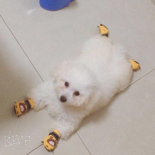 Giày Vải dành cho cún mèo